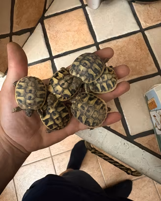 Tartarughe