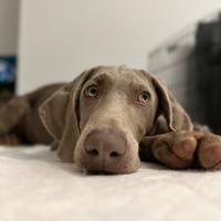 Splendida cucciola di Weimaraner