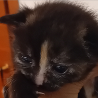 Gattini incrocio persiano