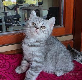 Ultima gattina Scottish straight
