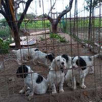 Setter Inglese cuccioli