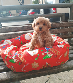 Maltipoo Maschio Fulvo