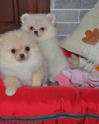 Volpino Spitz