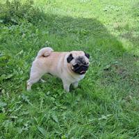 Carlino con PEDIGREE per monta