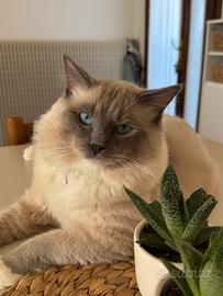 Gatto Ragdoll maschio per accoppiamento