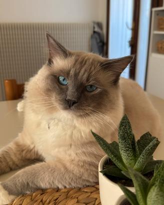 Gatto Ragdoll maschio per accoppiamento