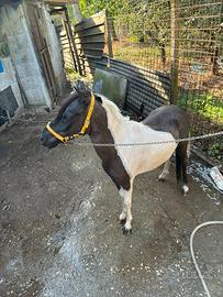 Pony femmina