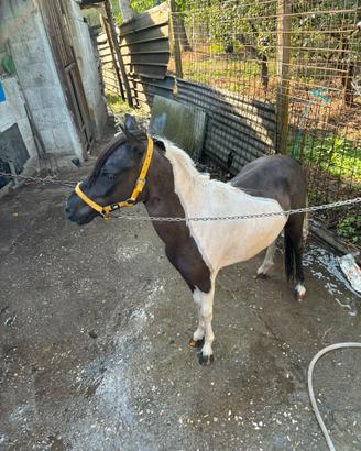 Pony femmina