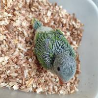 Cucciolo * Pullo" Parrocchetto dal Collare