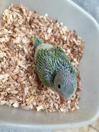 Cucciolo * Pullo" Parrocchetto dal Collare