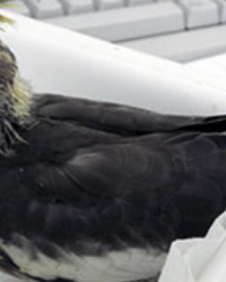 Calopsitta
