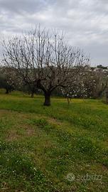 Terreno agricolo con piante di olive