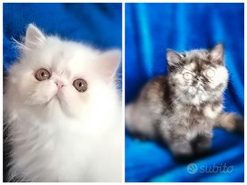 Exotic shorthair e persiani cuccioli