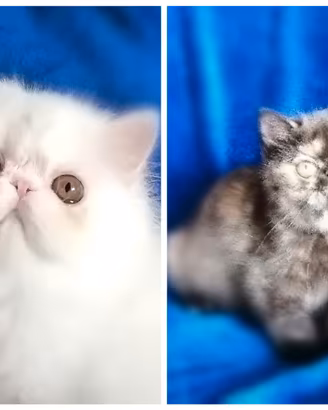 Exotic shorthair e persiani cuccioli