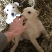 Cuccioli di cane