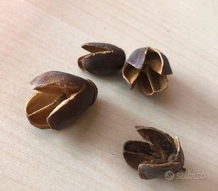 Arredo acquario terrario - baccelli bakuli