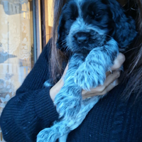 Cuccioli di Cocker Spaniel Inglese con Pedigree