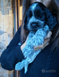Cuccioli di Cocker Spaniel Inglese con Pedigree