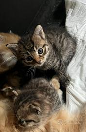 Cuccioli di gatto siberiano ipoallergico