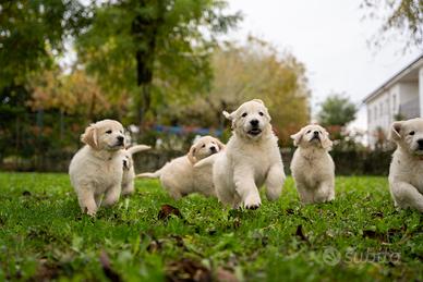 Cuccioli di golden retriever