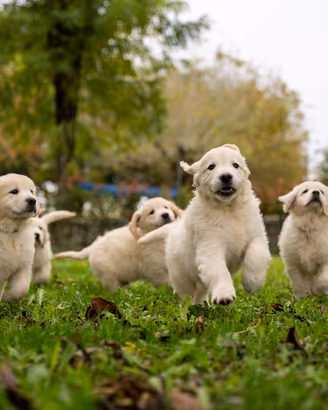 Cuccioli di golden retriever