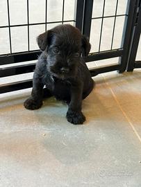 Schnauzer nano nero