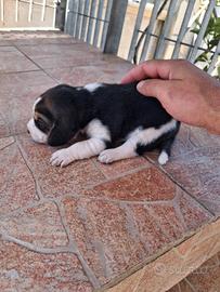 Beagle