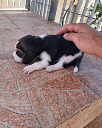 Beagle