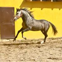 Cavallo spagnolo