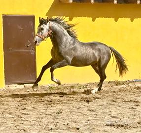 Cavallo spagnolo