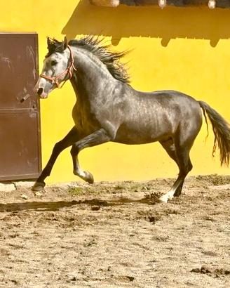 Cavallo spagnolo