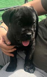 Cuccioli cane corso