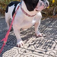 Bulldog Francese Femmina