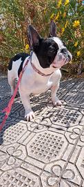 Bulldog Francese Femmina