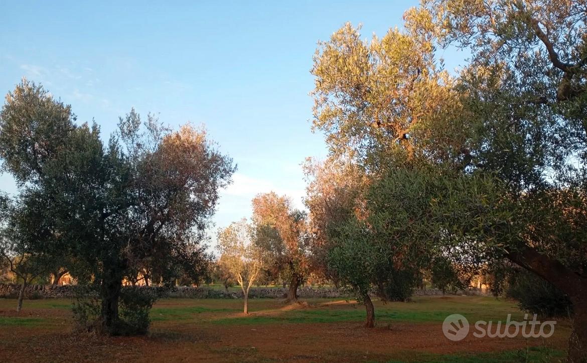 Terreno con due trulli - Altro