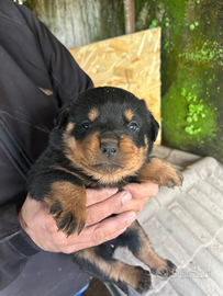 Rottweiler