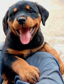 Cuccioli di rottweiler
