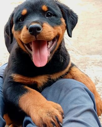 Cuccioli di rottweiler