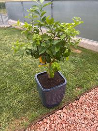 Pianta di limone lunario con vado in ceramica