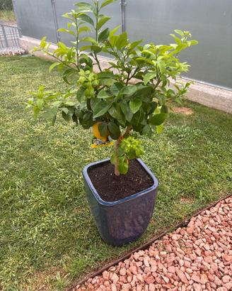 Pianta di limone lunario con vado in ceramica