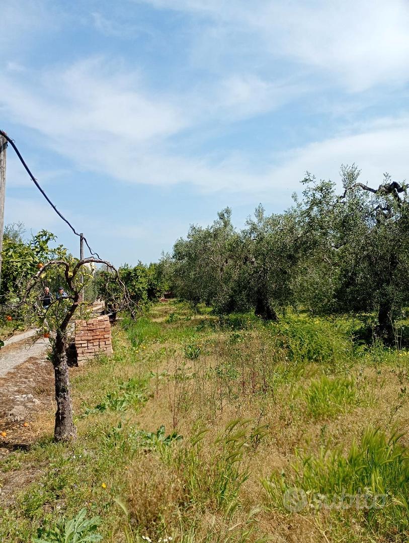 Terreno agricolo con uliveto di I classe - Vista 2
