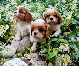 Cuccioli cavalier king