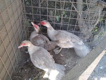 Anatre Mute Grigio Perla