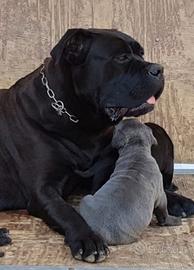 Cuccioli cane corso grigi o neri
