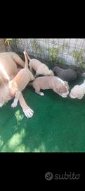 cuccioli Pitbull 