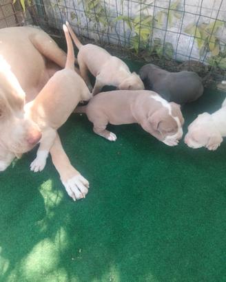 cuccioli Pitbull 