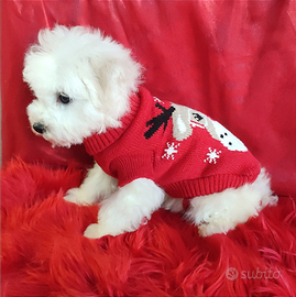 BICHON à poil FRISÉ con Pedigree ENCI FCI