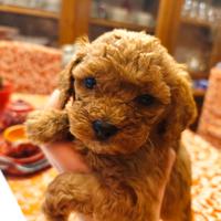 Barboncini red nani (più forti e sani dei toy)