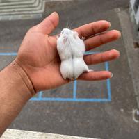 Criceti russi addomesticati