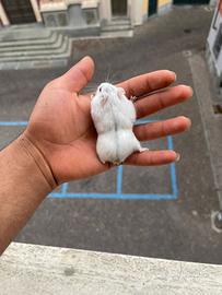 Criceti russi addomesticati